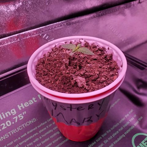 Mystery Mary  growlog photo: Day 14