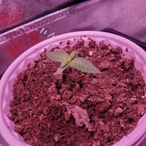 Mystery Mary  growlog photo: Day 14
