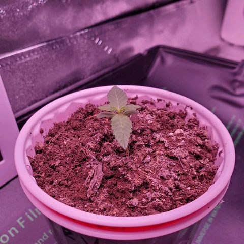 Mystery Mary  growlog photo: Day 15