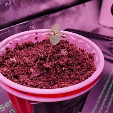 Mystery Mary  growlog photo: Day 16