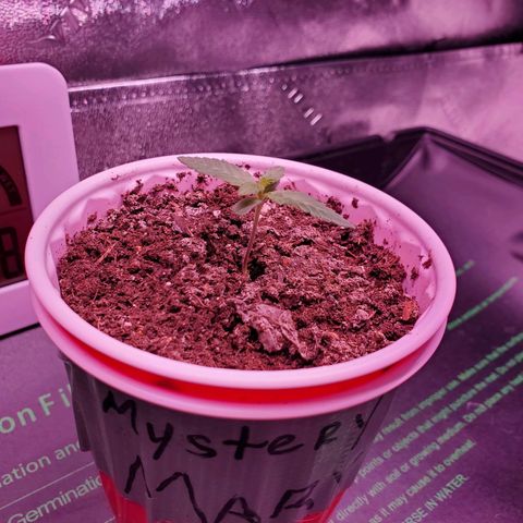 Mystery Mary  growlog photo: Day 16