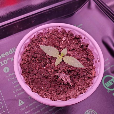 Mystery Mary  growlog photo: Day 16