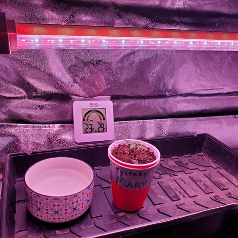 Mystery Mary  growlog photo: Mystery Mary's Home