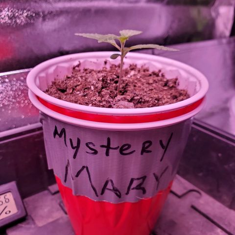 Mystery Mary  growlog photo: Day 19 from seed.