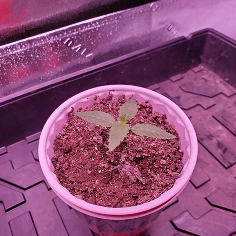 Mystery Mary  growlog photo: Day 19 from seed.