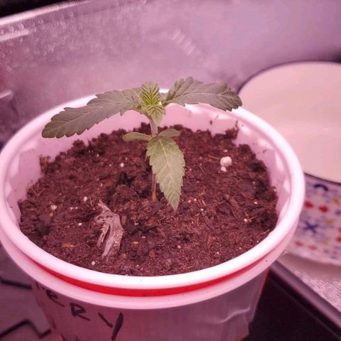 Mystery Mary  growlog photo: Day 24 from an unknown seed 
