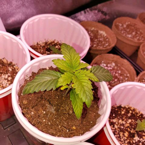 Mystery Mary  growlog photo: The struggles of Mystery Mary 