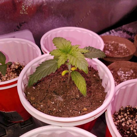 Mystery Mary  growlog photo: The struggles of Mystery Mary 