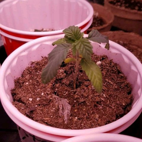 Mystery Mary  growlog photo: The struggles of Mystery Mary 