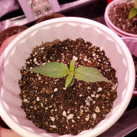 Gelato #1  growlog timeline photo