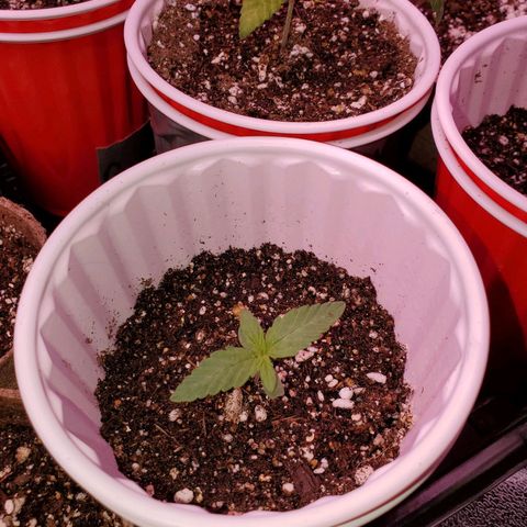 Gelato #2 growlog timeline photo