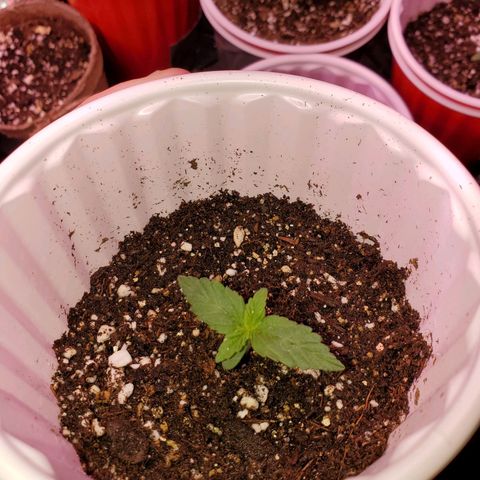 Purple Kush #1 growlog timeline photo