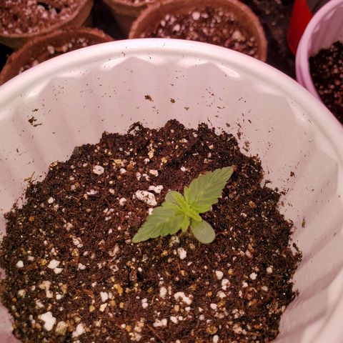 Purple Kush #2 growlog timeline photo
