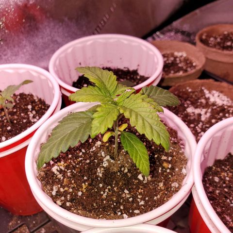 Mystery Mary  growlog timeline photo