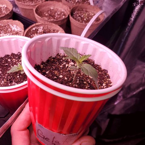 Gelato #1  growlog timeline photo
