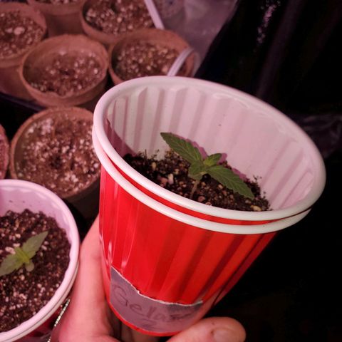 Gelato #2 growlog timeline photo