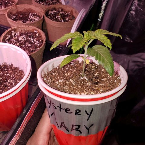 Mystery Mary  growlog timeline photo