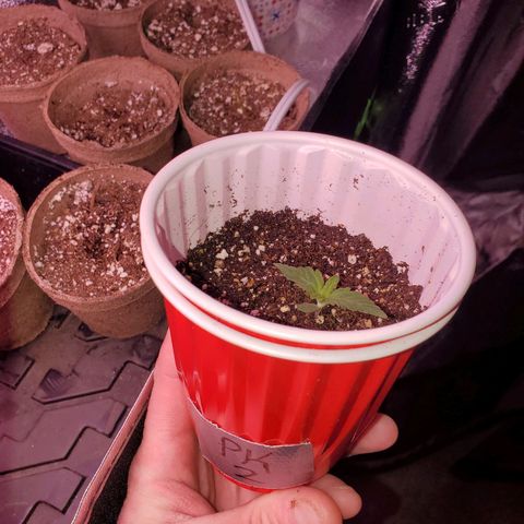 Purple Kush #2 growlog timeline photo
