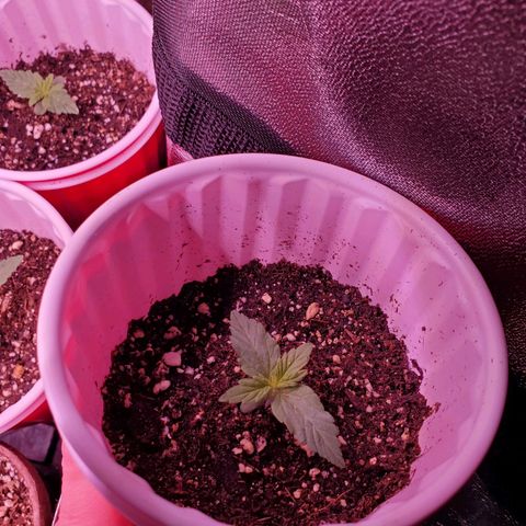Purple Kush #1 growlog timeline photo