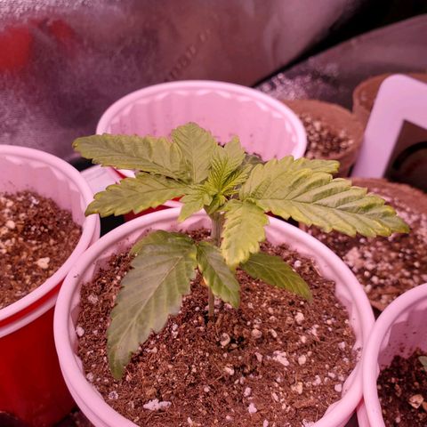 Mystery Mary  growlog timeline photo