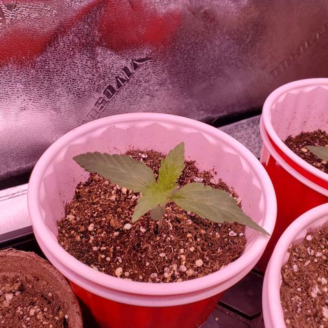 Gelato #1  growlog timeline photo