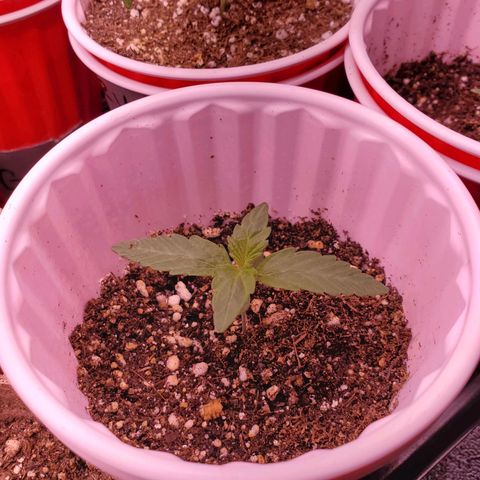 Gelato #2 growlog timeline photo