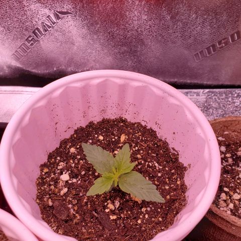 Purple Kush #1 growlog timeline photo