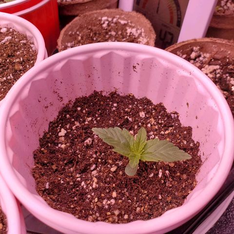Purple Kush #2 growlog timeline photo