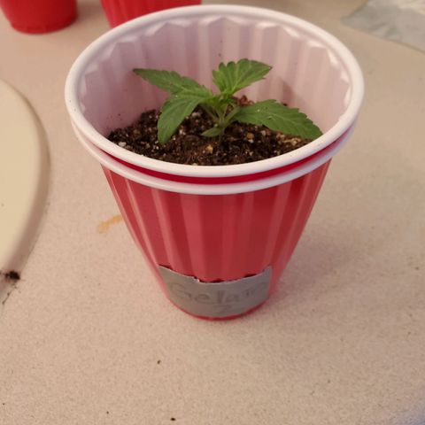 Gelato #2 growlog timeline photo