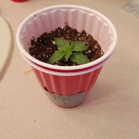 Purple Kush #1 growlog timeline photo