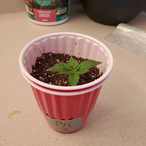 Purple Kush #2 growlog timeline photo