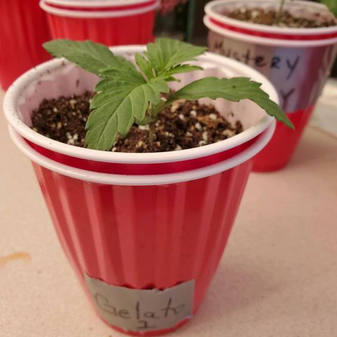 Mystery Mary  growlog photo: possible Cal Mag defiency
