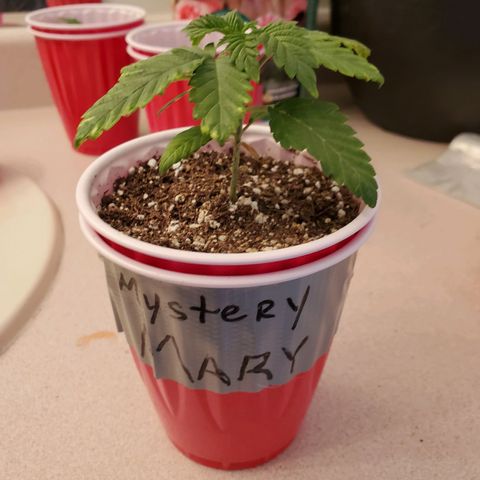 Mystery Mary  growlog photo: possible Cal Mag defiency