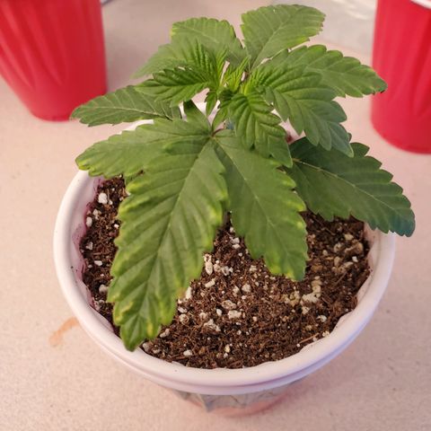 Mystery Mary  growlog photo: possible Cal Mag defiency