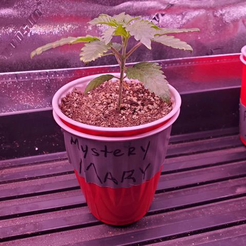 Mystery Mary  growlog timeline photo