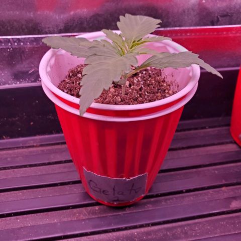 Gelato #1  growlog timeline photo