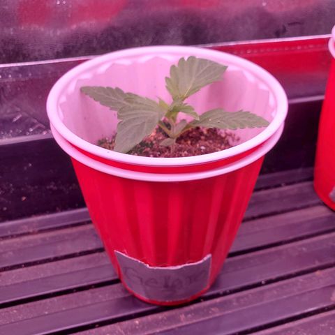 Gelato #2 growlog timeline photo