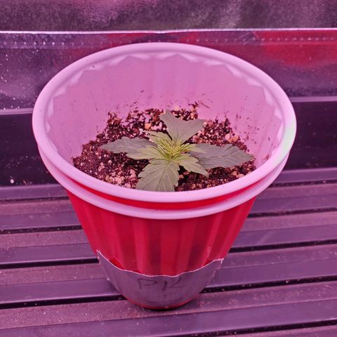 Purple Kush #1 growlog timeline photo