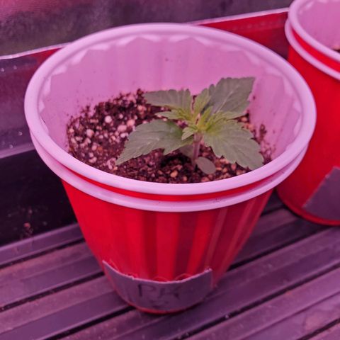 Purple Kush #2 growlog timeline photo