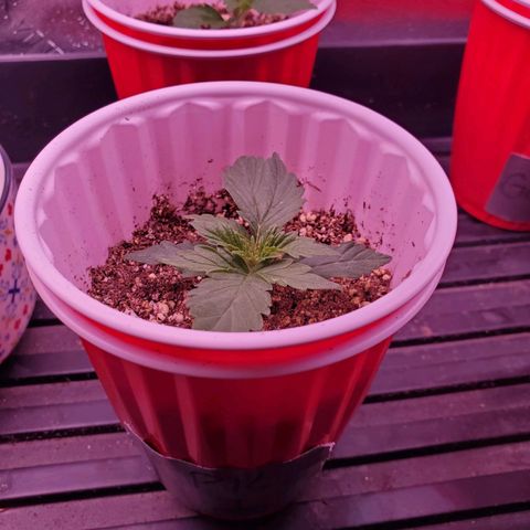 Purple Kush #1 growlog timeline photo