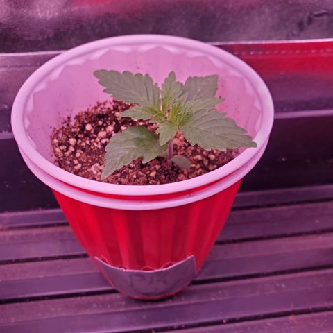 Purple Kush #2 growlog timeline photo