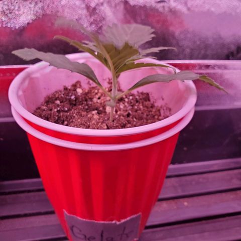 Gelato #1  growlog timeline photo
