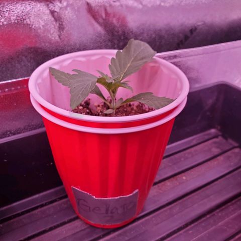 Gelato #2 growlog timeline photo