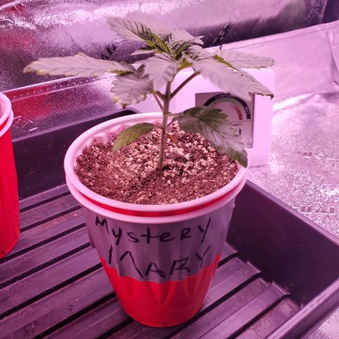 Mystery Mary  growlog timeline photo