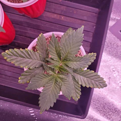Mystery Mary  growlog timeline photo