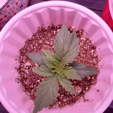 Purple Kush #1 growlog timeline photo
