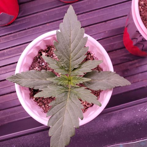 Gelato #1  growlog timeline photo