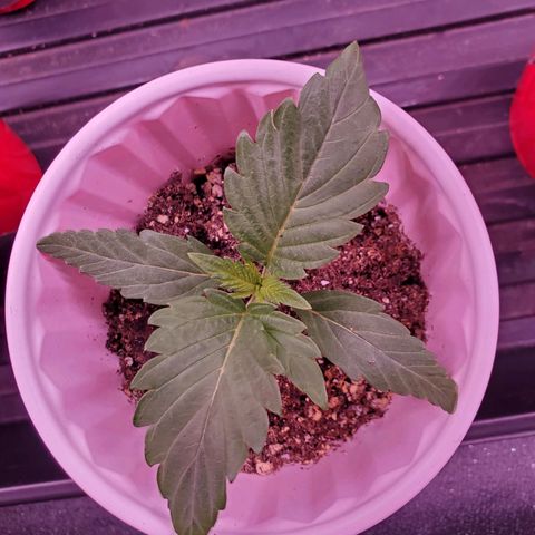 Gelato #2 growlog timeline photo