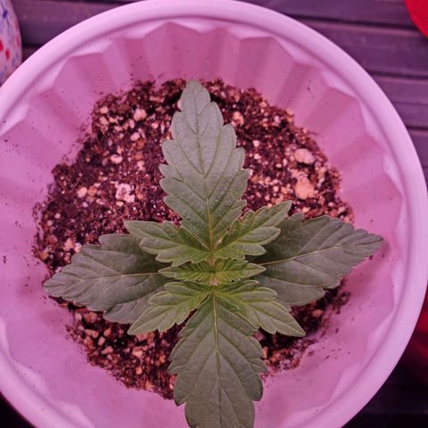 Purple Kush #2 growlog timeline photo