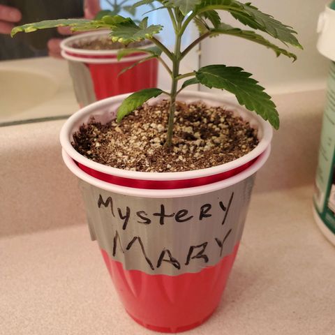Mystery Mary  growlog timeline photo